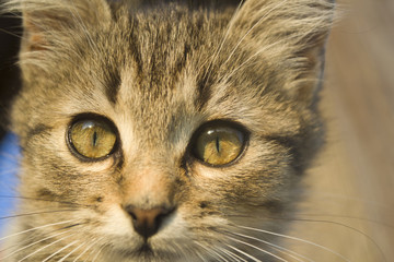 Portrait of a kitten