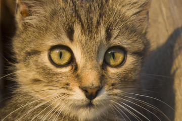 Portrait of a kitten