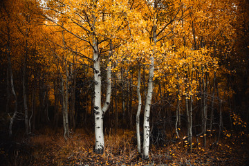 Colorful tree in autumn