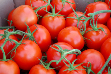 fresh tomatoes on the vine