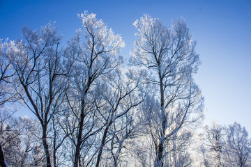 Obraz na płótnie Canvas Frozen tree branches. White frost in winter on a branch