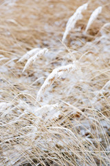 Snow Covered Plant On A Snowy Day