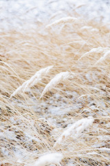 Snow Covered Plant On A Snowy Day