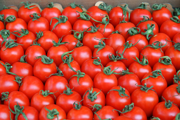 small red tomatoes top view