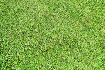 Green Lawn-Grass full frame for Background