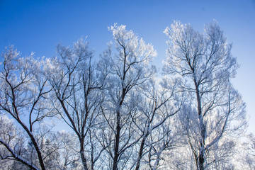 Fototapeta na wymiar Frozen tree branches. White frost in winter on a branch