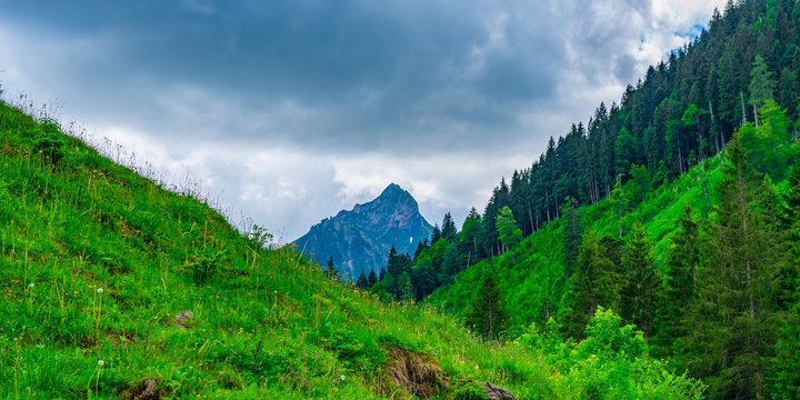 Bergwiese mit Blumen und Berggipfel im HIntergrund HInterstein Hindelang Allg&auml;u