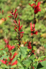 Red flowers in a garden