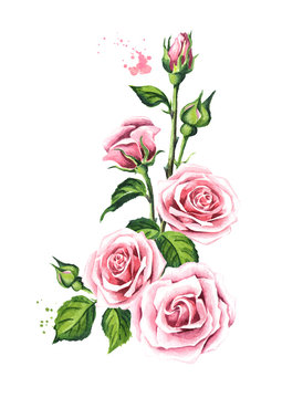 Pink rose vertical composition. Watercolor hand drawn illustration,  isolated on white background