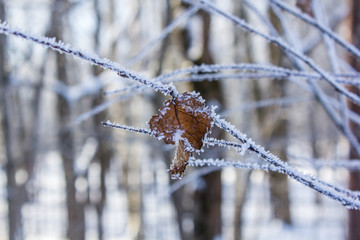 Frozen tree branches. White frost in winter on a branch.