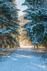 Sonnenstrahlen auf eine Lichtung im Wald