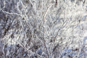 Frozen tree branches. White frost in winter on a branch.