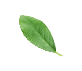 Fresh green citrus leaf on white background