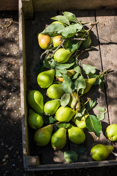 Pears in a crate