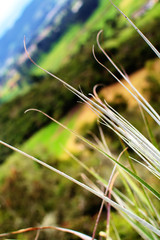 grass in the wind