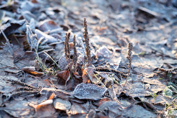 Closeup nature detail of small frosted icy plants and dry, dead frozen leaves with rime covering the ground with crisp, chilly hoar frost and atmospheric sunlight a cold fresh winter morning