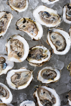 Oysters
