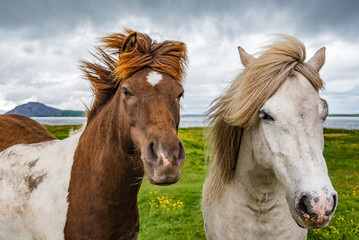 Two Icelandic adult horses and beautiful Icelandic Landscape in background, Iceland, summer time