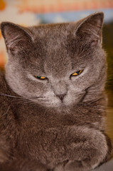 cute gray cat close-up selective focus