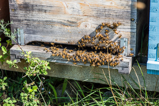 Honey bees at  a hive box entrance