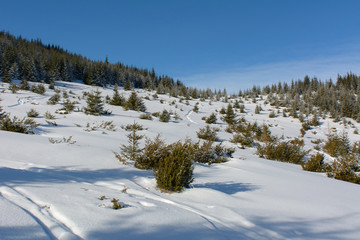 Winter sunny day in the mountains