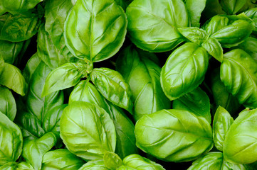 FRESH BASIL