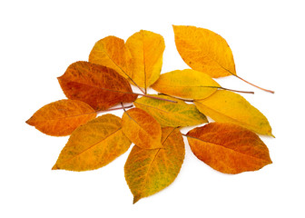 Colorful autumn leaves isolated on white background