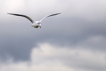 A seagull flies in the cloudy sky of an autumn day