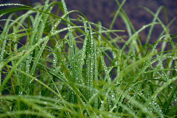 river, grass, rain, drops, rain