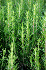Obraz premium FIELD OF GROWING ROSEMARY