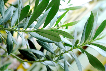 BRANCHES OF OLIVE TREE