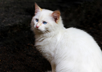 Fototapeta premium Portrait of fluffy white cat with blue eyes on dark background.