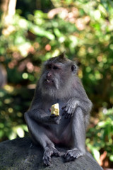 Naklejka na ściany i meble Monkey at Sacred Monkey Forest, Ubud, Bali, Indonesia. Long-tailed macaque