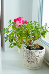 red azalea in a white pot on a white window sill