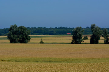 Fototapeta na wymiar village and fields by summer time