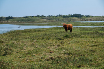 Rinder in Holland
