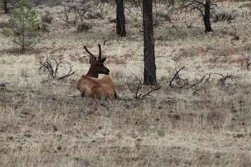 Elk in Northern Arizona