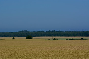 grain fields in the summer season