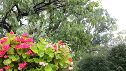 名城公園フラワーガーデン、赤のベゴニア センパフローレンス