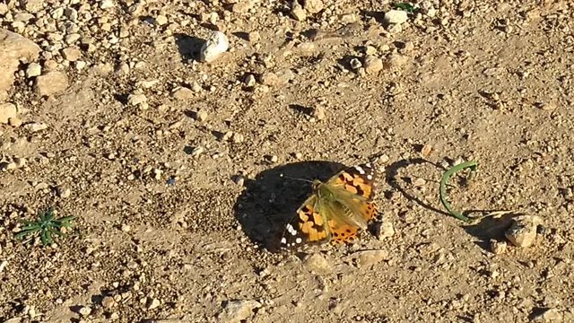 Belle dame au repos avant de prendre son envol