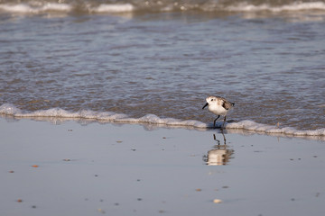 Shore Birds