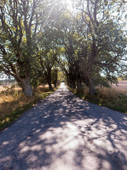 Fototapeta premium Eine Allee bringt im Sommer viel Schatten. Gesehen in der Nähe von Mariestad in Värmland Schweden