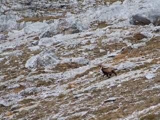 mountain goat in an alpine nature