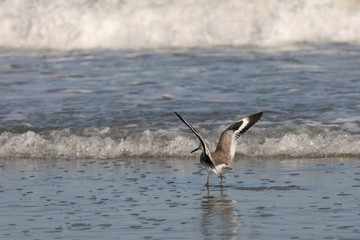 Seagull in flight