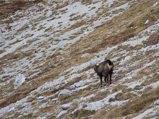 Fototapeta premium mountain goat in an alpine nature