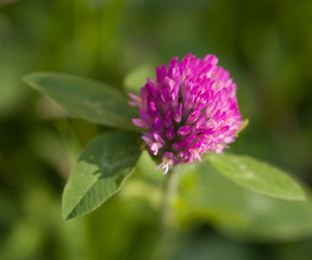 Trifolium pratense