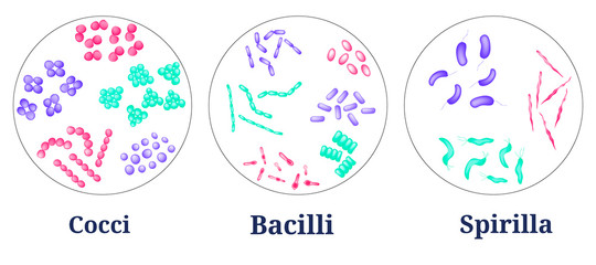 Arrangements of bacterial microorganism in Petri dish. 