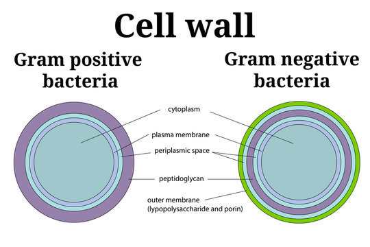 bacterial cell under microscope labeled