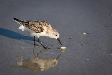 Shore Birds