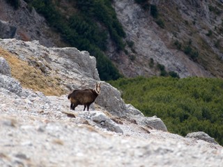 mountain goat in an alpine nature